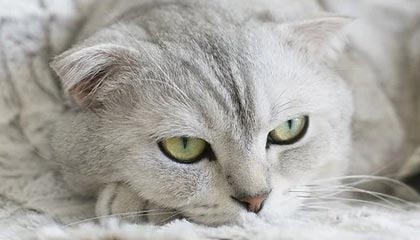 爱游戏中国官网-马德兴：闭口不提学习日本足球——再说俱乐部中性名