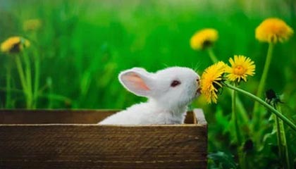 爱游戏平台体验-文霍斯特：交易哈登风险极大 将球星特权推向极致